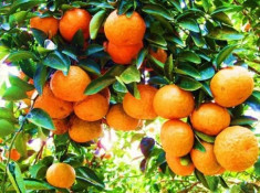 6 loại cam ngon nổi tiếng ở Việt Nam
