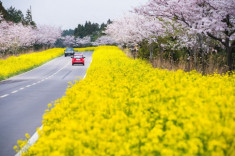 Đảo Jeju, thiên đường ẩm thực