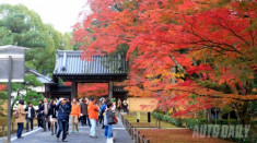 Hành trình 5 ngày thưởng ngoạn mùa Thu Nhật Bản
