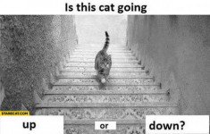 Thêm một bức ảnh gây tranh cãi: Con mèo đang đi lên hay đi xuống?