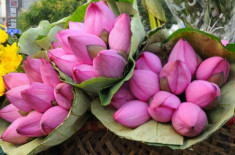 10 mùa săn hoa hấp dẫn nhất Việt Nam