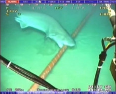 Cá mập “cắn đứt mạng” Internet khiến Google phải nâng cấp cáp quang