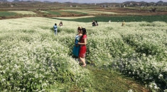 Dạo quanh các địa điểm chụp ảnh hoa cải ‘chất’ nhất miền Bắc