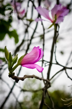 Hoa ban tím nở rộ đẹp lung linh trong nắng Hà Nội