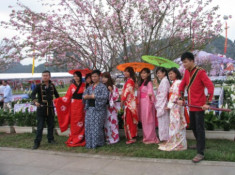 Lễ hội hoa anh đào quy mô lớn tại Hạ Long