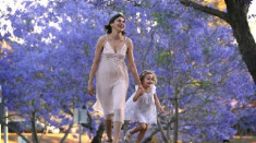 Lễ hội hoa phượng tím lâu đời nhất Australia