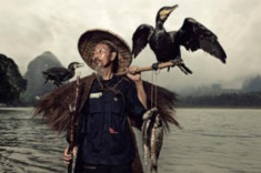 Nghệ thuật săn cá bằng chim cốc trên dòng Ly Giang