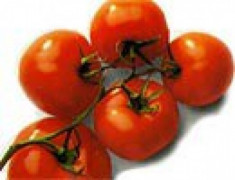 Bảo quản cà chua