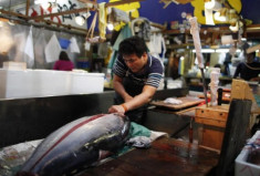 Di dời chợ cá ngừ 80 năm tuổi Tsukiji nổi tiếng thế giới