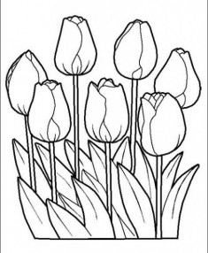 Tranh tô màu ‘Những bông hoa tulip’