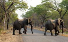 14 con voi trong công viên bị đầu độc để lấy ngà