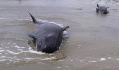 200 cá voi mắc cạn ở New Zealand