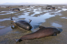 39 cá voi chết vì mắc cạn ở New Zealand