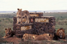 6 con sư tử trốn khỏi vườn quốc gia Nairobi ở Kenya