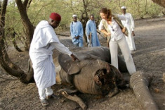 86 con voi bị thảm sát ở châu Phi
