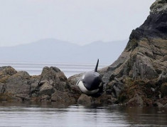 9 giờ giải cứu cá voi sát thủ mắc cạn trên bãi đá