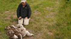 Australia giết gần 700 gấu túi