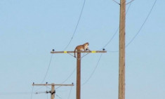 Báo sư tử vắt vẻo trên cột điện cao 10 mét