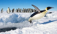 Bí quyết không đóng băng của chim cánh cụt Nam Cực