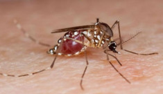 Biến đổi giới tính của muỗi để ngăn sốt xuất huyết