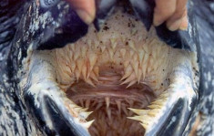 Bộ hàm đáng sợ của rùa da