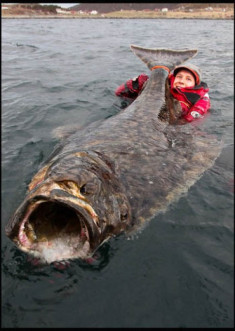 Cá bơn khổng lồ 30 tuổi mắc câu ở Na Uy