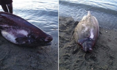 Cá lạ sống ở độ sâu 1.500 mét dạt vào bờ biển Alaska