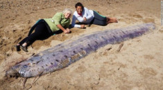 Cá mái chèo khổng lồ dạt lên bờ biển Mỹ