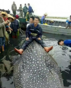 Cá mập hơn 1.000 kg sa lưới ngư dân Trung Quốc