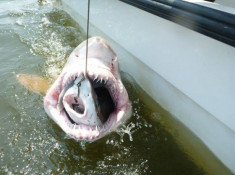 Cá mập ngoác miệng nuốt mồi