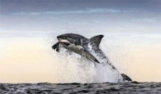 Cá mập trắng tung mình đớp gọn hải cẩu