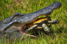 Cá sấu ‘đầu hàng’ mai rùa