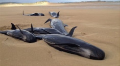 Cá voi chết vì mắc cạn ở Ireland