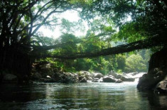 Cây cầu ‘sống’ ở sông thiêng Indonesia