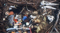 Chim biển chết dần vì nuốt rác nhựa
