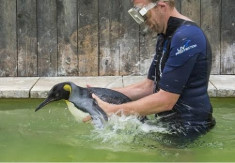 Chim cánh cụt sợ nước tập bơi