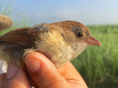 Chim tuyệt chủng hơn 7 thập kỷ tái xuất