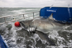 Chinh phục cá mập trắng nặng 1.000 kg