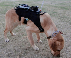 Chó cứu hộ mặc áo công nghệ cao