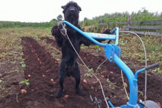 Chó giúp chủ xới đất, bơm nước
