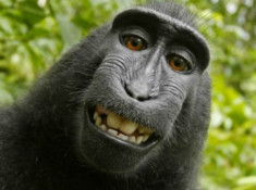 Chú khỉ tự chụp ảnh được đòi hộ bản quyền