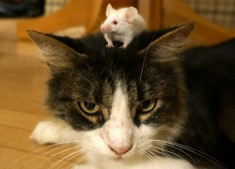Chuột không còn sợ mèo khi nhiễm ký sinh trùng