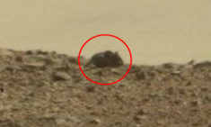 Chuột khổng lồ trên sao Hỏa