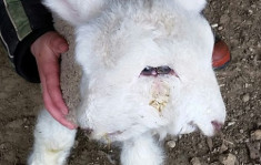 Con cừu hai mặt ở New Zealand