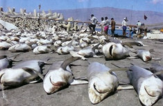 Con người giết khoảng 100 triệu cá mập mỗi năm