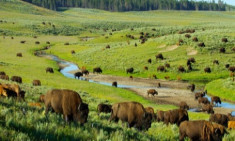 Công viên Mỹ lên kế hoạch tiêu diệt 1.000 con bò rừng