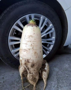 Củ cải trắng to gần bằng lốp ôtô