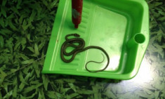 Đây là rắn gì?