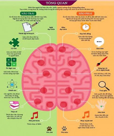 Dạy trẻ cách học bằng 2 bán cầu não để thông minh hơn