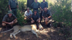 Du khách cứu sư tử sập bẫy ở Nam Phi